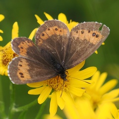 Erebia