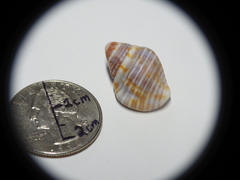 Gastropoda