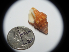 Buccinoidea