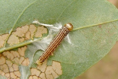 Filatima