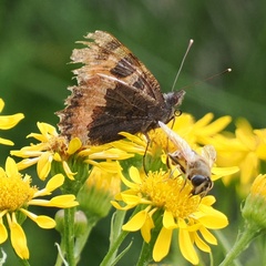 Aglais urticae