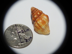 Buccinoidea