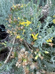 Ericameria ericoides