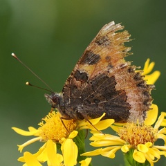 Aglais urticae