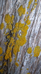 Xanthomendoza ulophyllodes