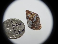 Gemophos