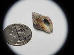 Gemophos