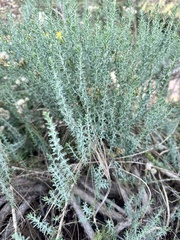 Ericameria ericoides