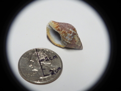 Gastropoda