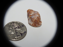 Gemophos