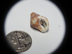 Gemophos