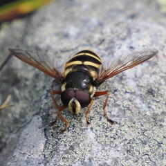 Sericomyia silentis