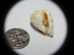 Gastropoda