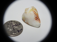 Gastropoda
