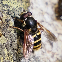 Sericomyia silentis