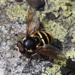 Sericomyia silentis