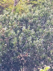 Laurus novocanariensis