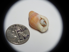Gastropoda