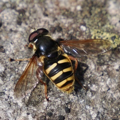 Sericomyia silentis