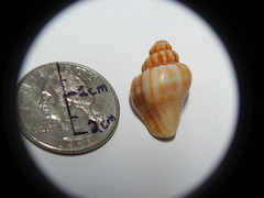 Gastropoda