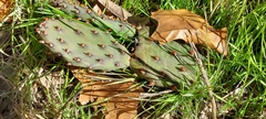 Opuntia humifusa
