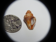 Gastropoda