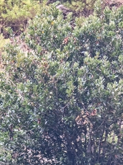 Laurus novocanariensis