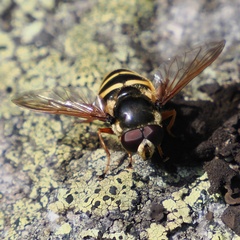 Sericomyia silentis
