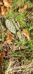 Opuntia humifusa