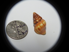 Gastropoda
