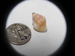 Gastropoda
