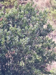 Laurus novocanariensis