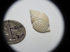 Cancellaria reticulata