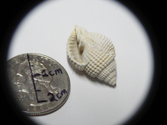 Cancellaria reticulata