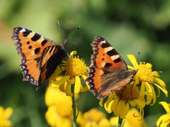 Aglais urticae