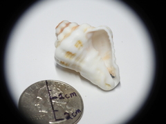 Gastropoda