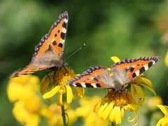 Aglais urticae
