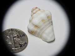 Gastropoda