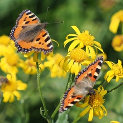 Aglais urticae