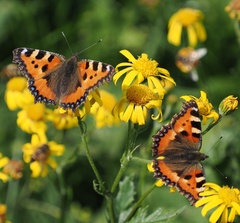 Aglais urticae
