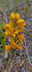 Chloraea gavilu