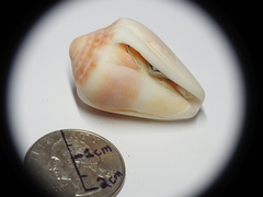 Conus mus