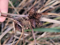 Bolboschoenus robustus