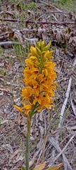 Chloraea gavilu