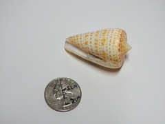 Conus spurius