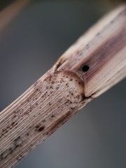 Bolboschoenus robustus