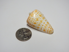Conus spurius