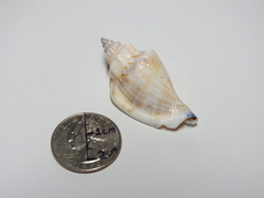 Gastropoda