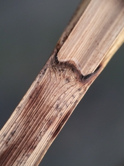 Bolboschoenus robustus