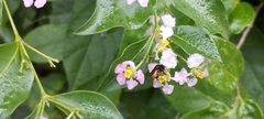 Malpighia glabra